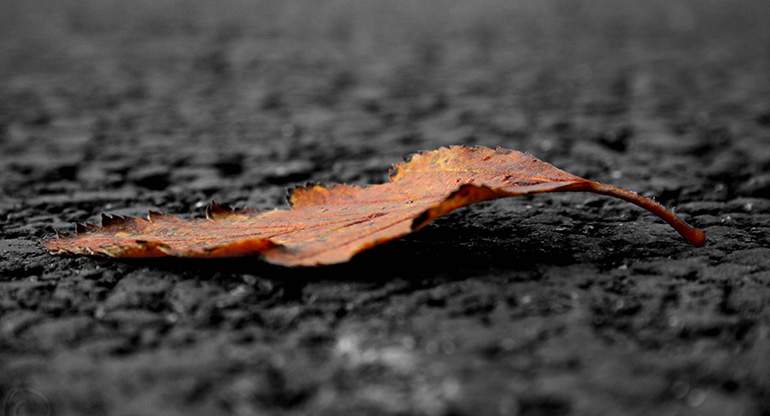 Ett höstlöv på asfalt. Foto.